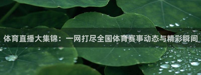 雨燕足球免费直播：体育直播大集锦：一网打尽全国体育赛事动态与精彩瞬间